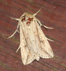 Mythimna decisissima