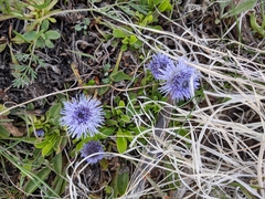 Globularia
