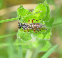 Aglaostigma aucupariae