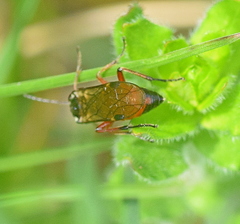 Aglaostigma aucupariae