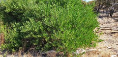 Acacia longifolia sophorae