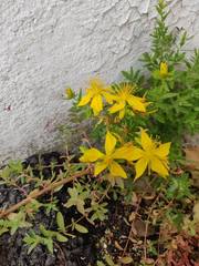 Hypericum perforatum
