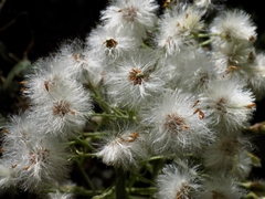 Adenostyles alliariae