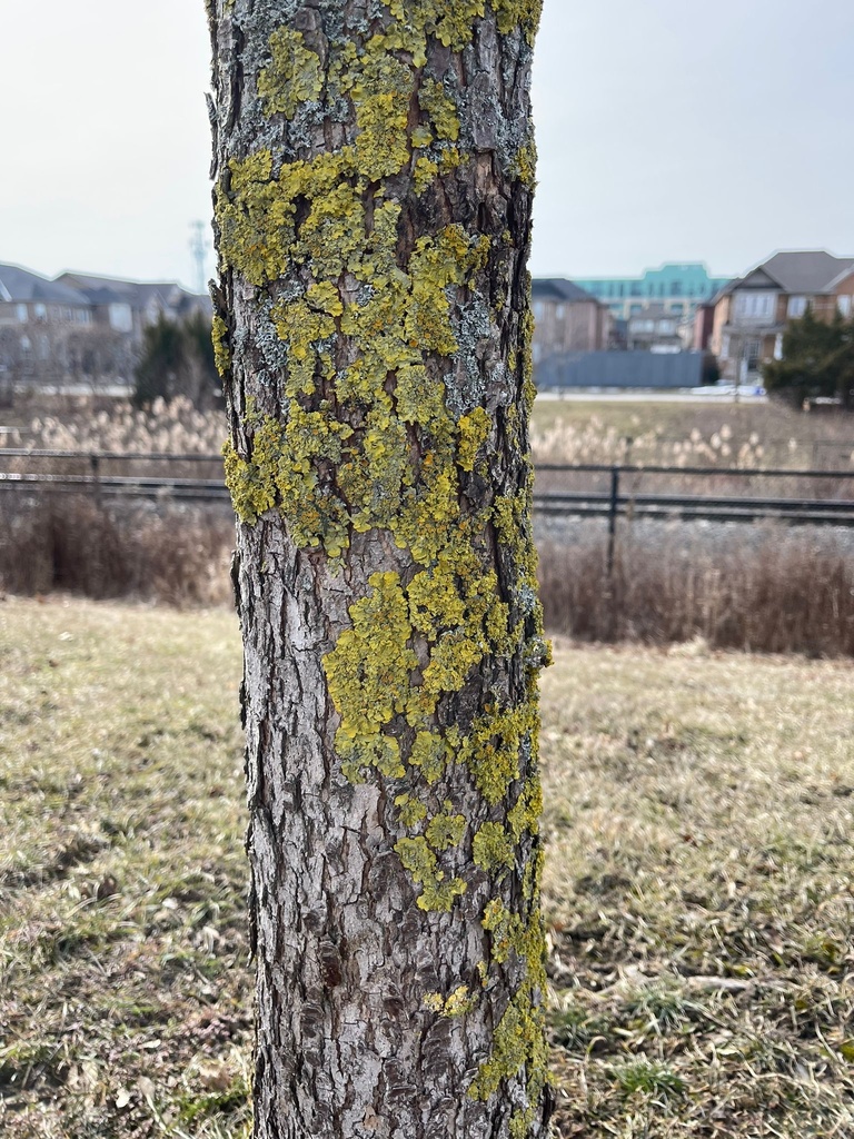 common greenshield lichen from James Ratcliff Ave, Whitchurch ...