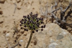 Allium rothii