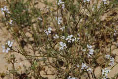 Erucaria rostrata