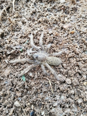 Harpactira
