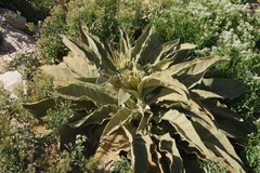 Verbascum sinaiticum