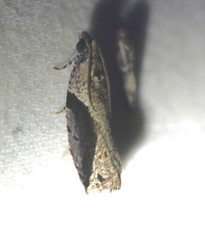 Statherotis pendulata