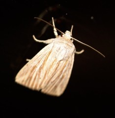 Leucania porphyrodes