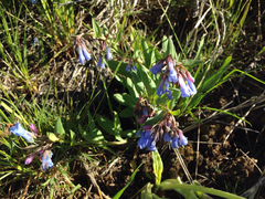 Mertensia oblongifolia