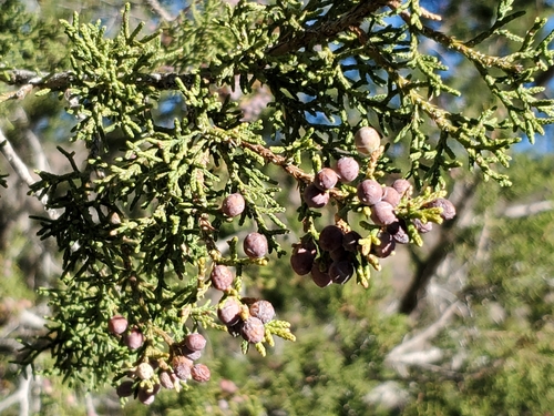 Rose-fruited Juniper (Juniperus coahuilensis)