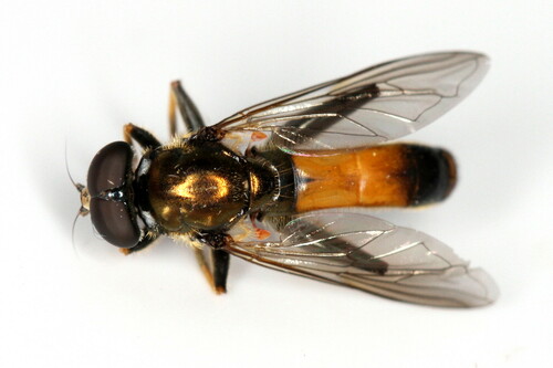 Orange-belted Leafwalker