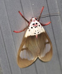 Amerila crokeri