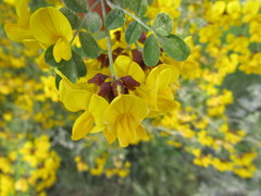 Hippocrepis emerus emerus