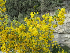 Hippocrepis emerus emerus