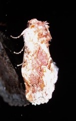 Parerastria castaneata