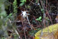 Monotropastrum humile glaberrimum