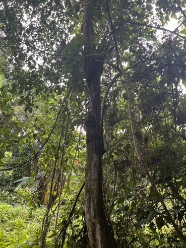 Foto de Tapiá