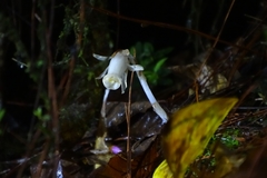 Monotropastrum humile glaberrimum