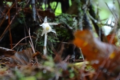 Monotropastrum humile glaberrimum