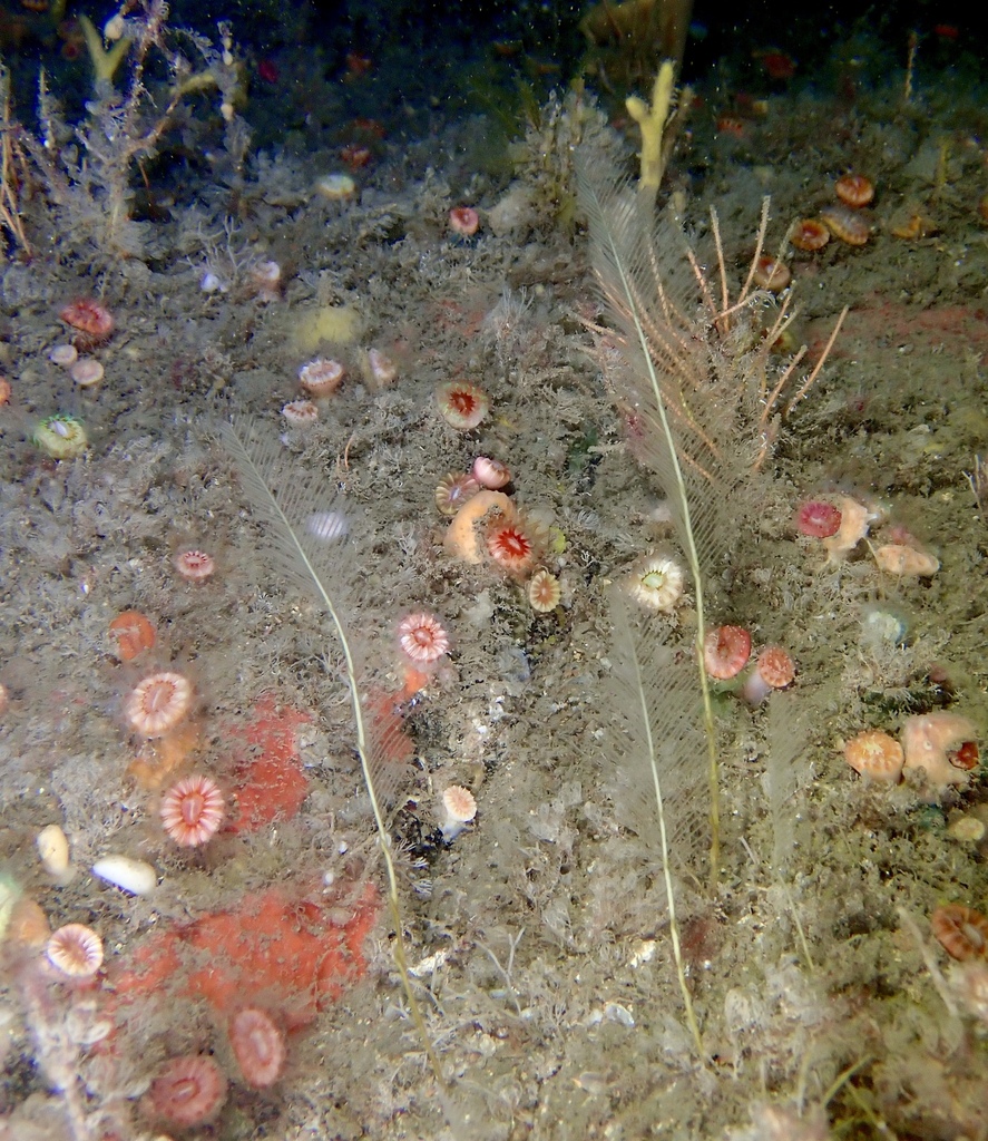 Photo of Mediterranean giant fern hydroid (Lytocarpia myriophyllum)