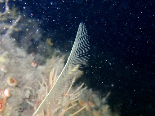 Photo of Mediterranean giant fern hydroid (Lytocarpia myriophyllum)