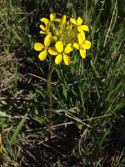 Erysimum asperum