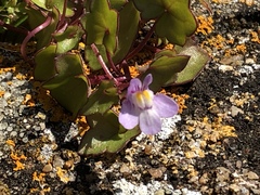Cymbalaria muralis