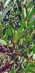 Acacia longifolia sophorae
