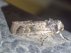 Proteuxoa restituta