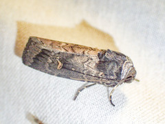 Proteuxoa restituta