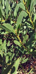 Acacia longifolia sophorae