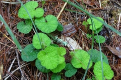 Rubus pectinellus