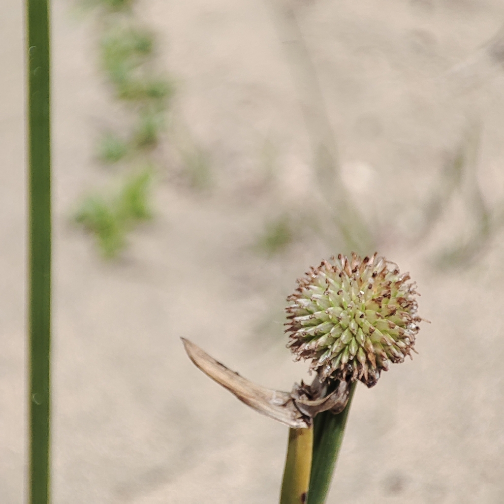 Cyperus tibialis (Dwarf Papyrus)