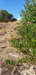 Acacia longifolia sophorae