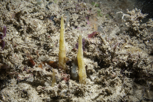 Petromica