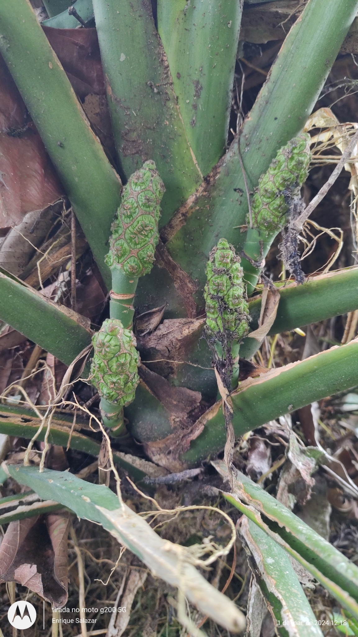 Ludovia lancifolia