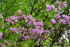 Rhododendron noriakianum