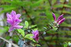 Rhododendron noriakianum