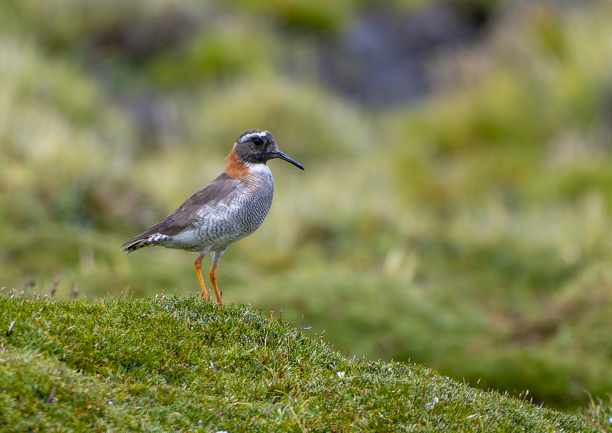 Diademed Sandpiper-Plover illustration