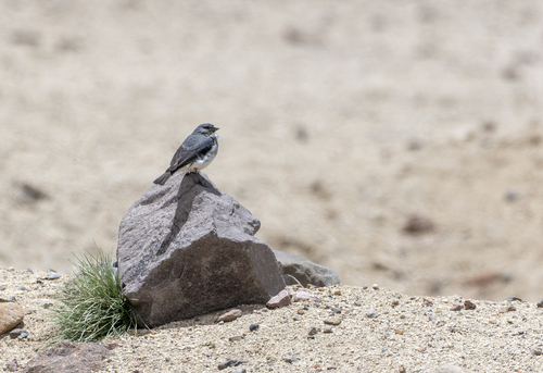 White-throated Sierra Finch (Idiopsar erythronotus), photo 3