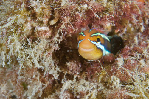Blue-lined blenny (Plagiotremus rhinorhynchos) — Blenniidae — 3