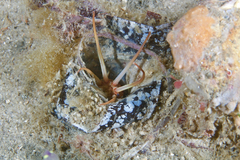 Eunicidae
