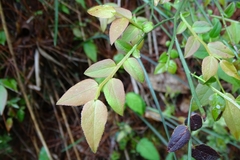 Vaccinium japonicum lasiostemon
