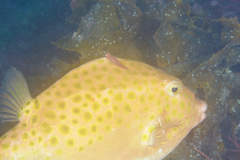 Cochleoceps orientalis