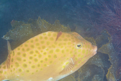 Cochleoceps orientalis