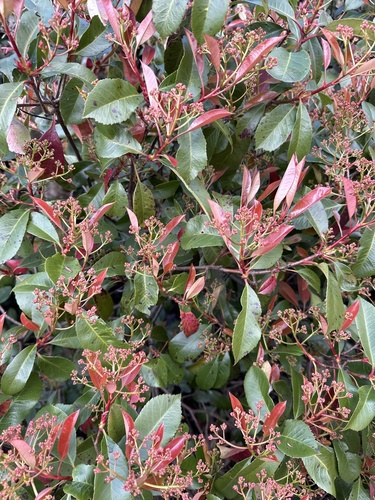 Photinia × fraseri, photograph 2