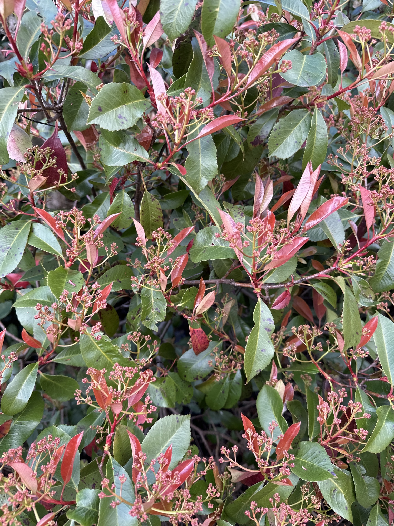 Imagem de Photinia x fraseri
