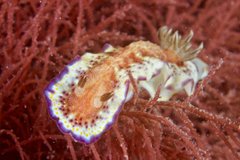 Goniobranchus collingwoodi